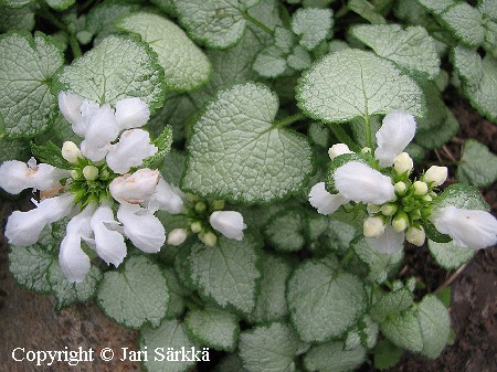 Lamium maculatum 'White Nancy'